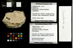 Foto (Objekt + Etiketten) von Culmenformosa sp. 